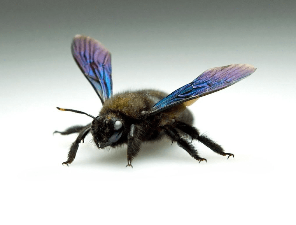 Пчела-плотник