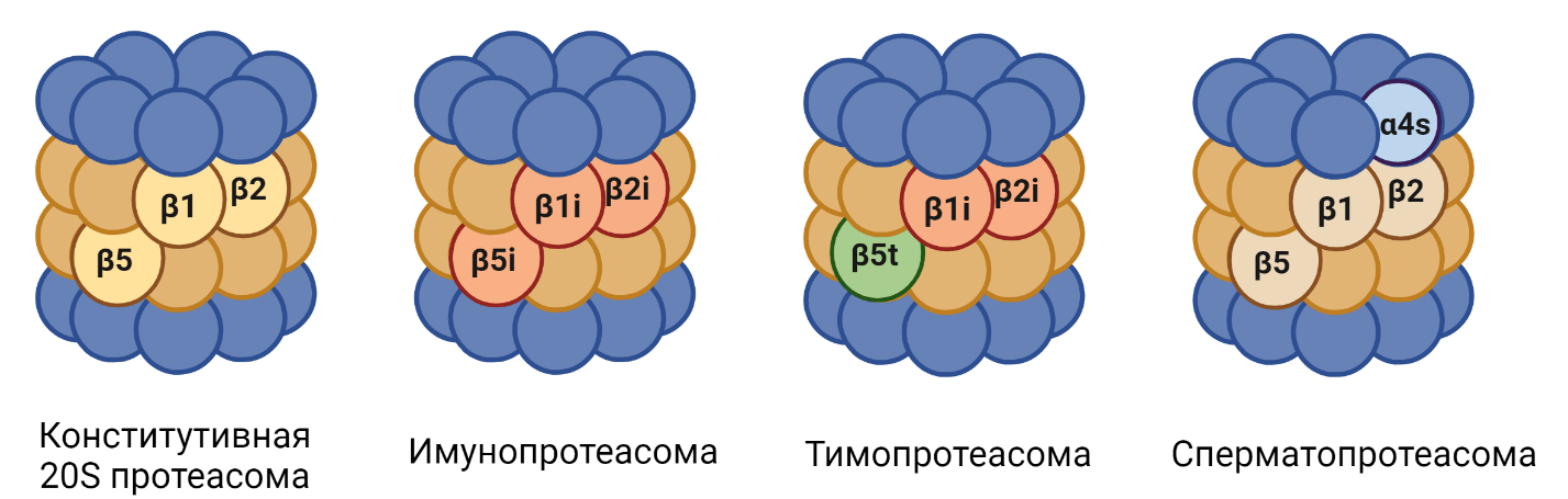 Индуцибельные субъединицы различных типов 20S протеасом