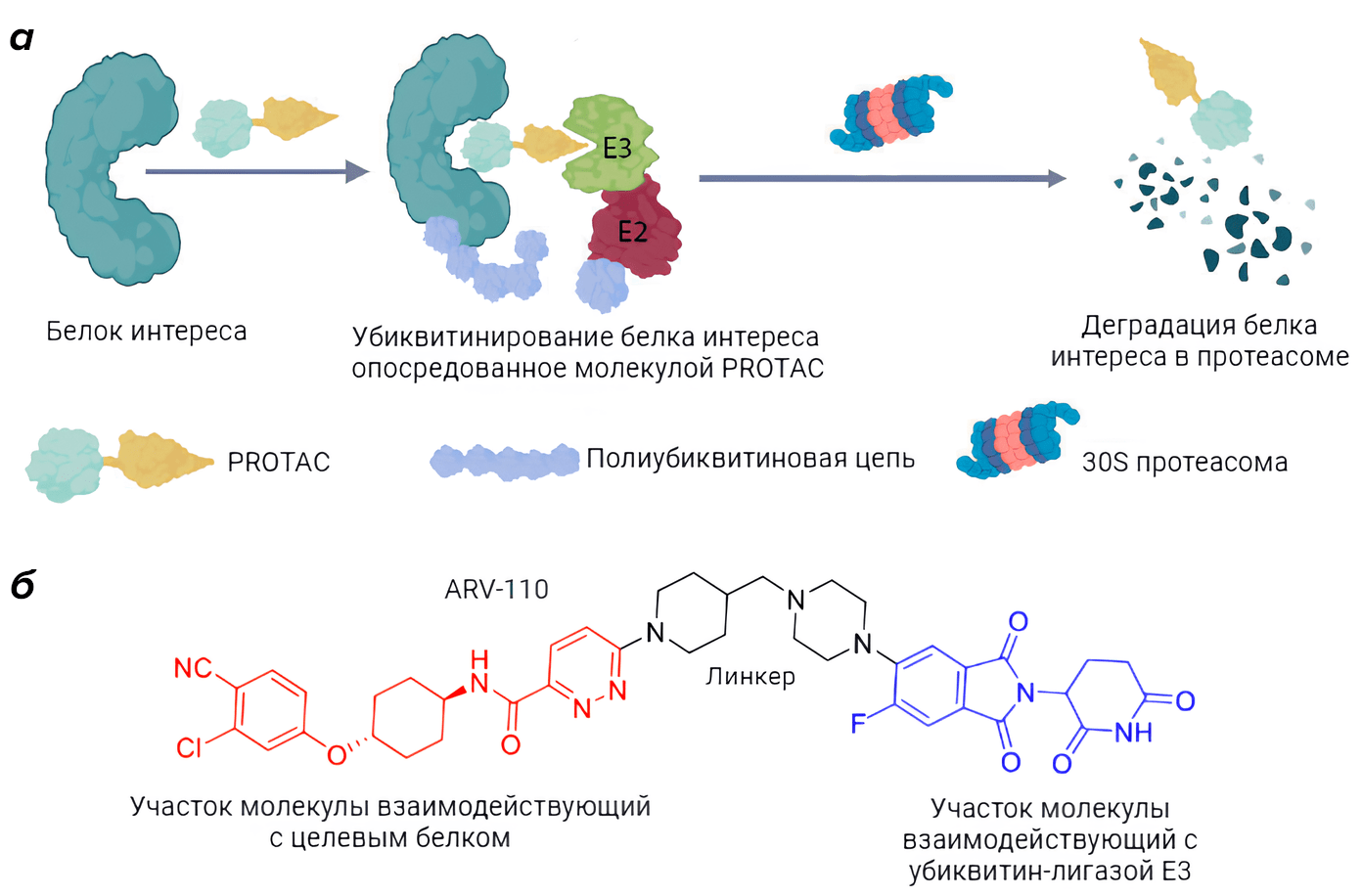 Механизм деградации белка опосредованный молекулой PROTAC
