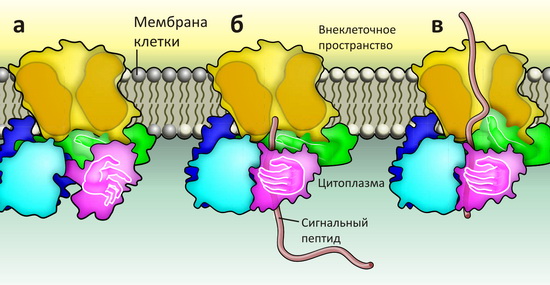 Транслокация полипептидной цепи в бактериальных клетках
