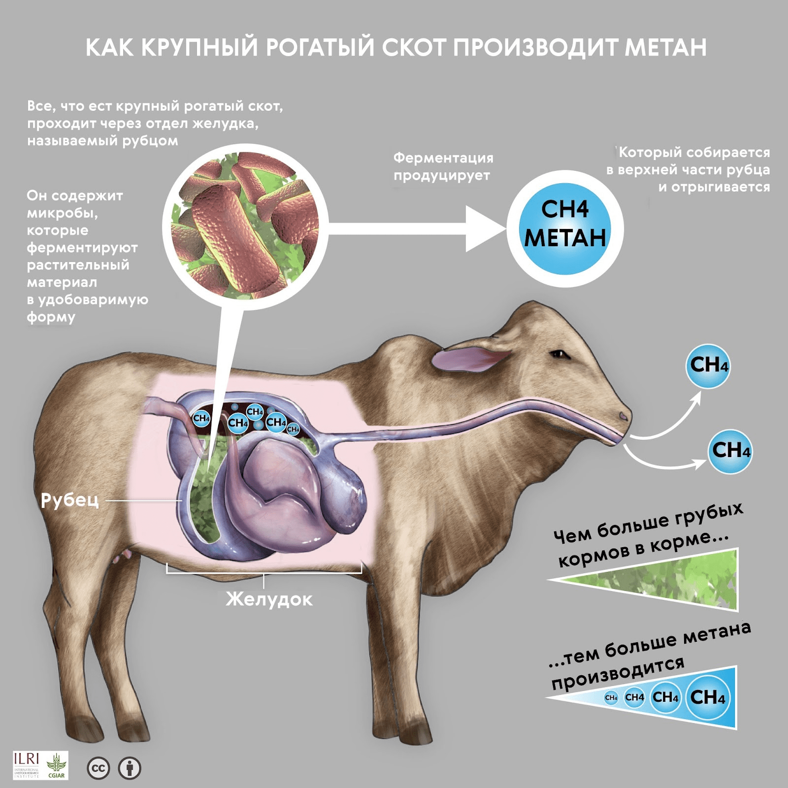 Выделение метана в пищеварении жвачных животных