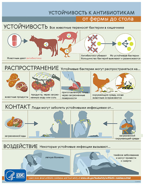 Попадание бактерий, устойчивых к антибиотикам, в организм человека