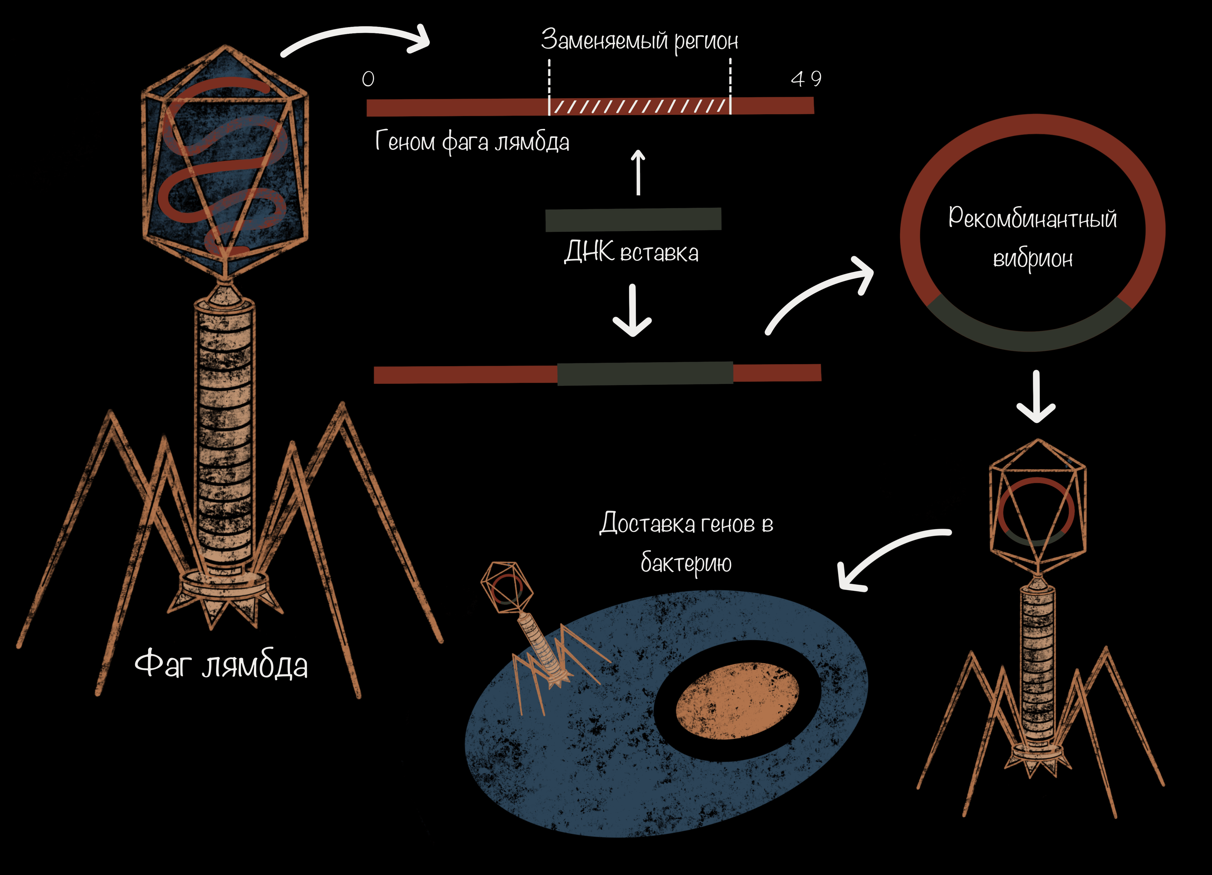 Схема строения генома фага лямбда
