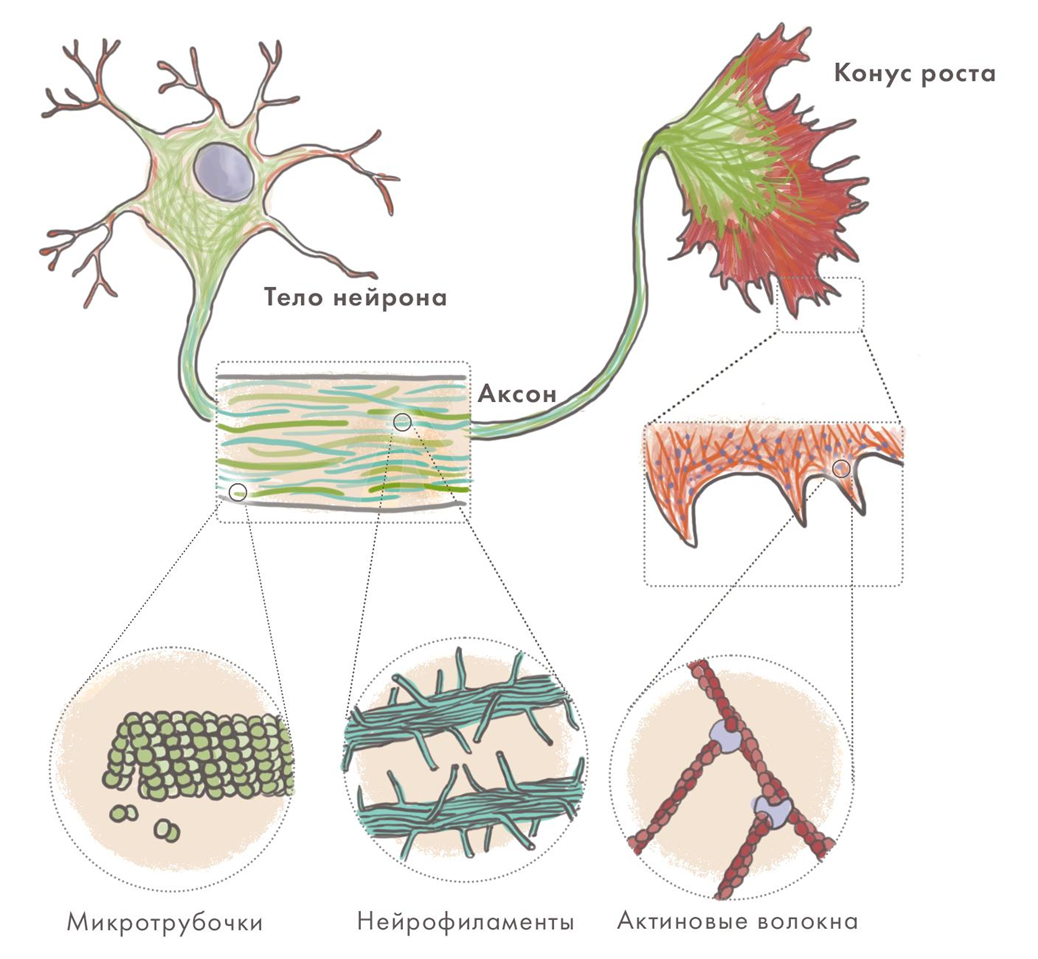 Цитоскелет нейрона