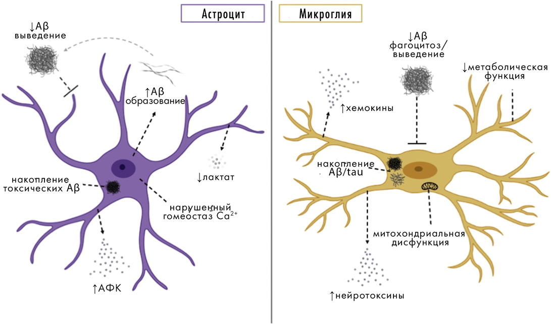 Роль астроцитов и микроглии в патогенезе болезни Альцгеймера