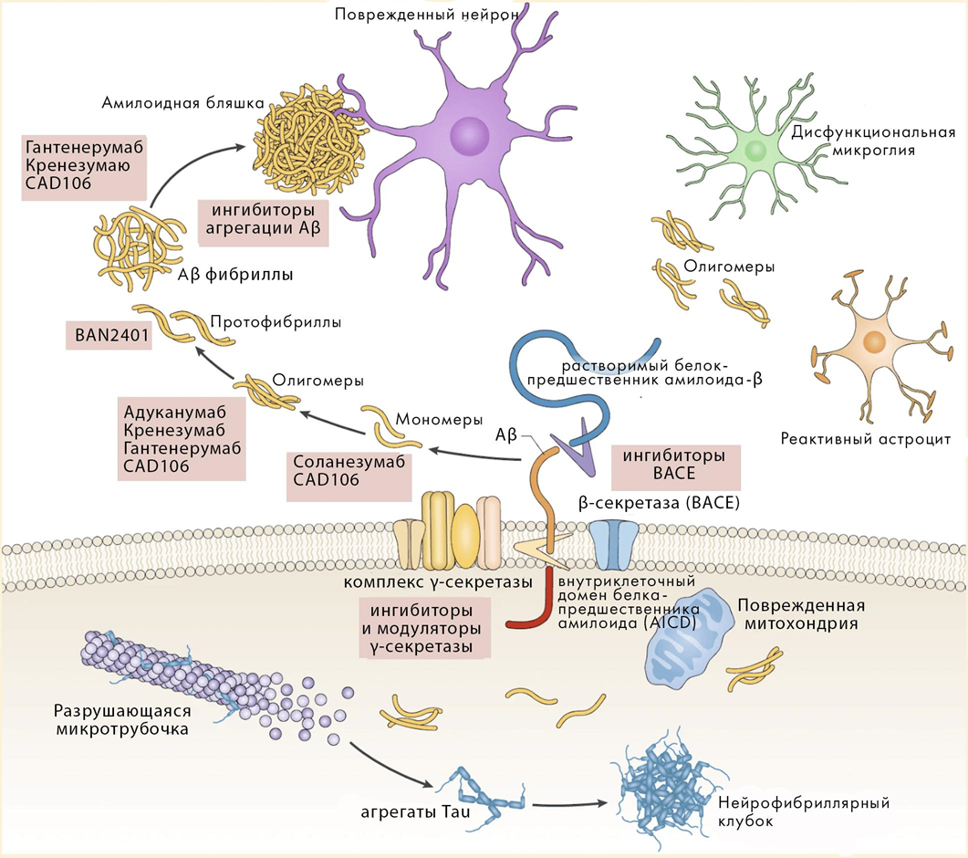 Молекулярные основы патогенеза болезни Альцгеймера