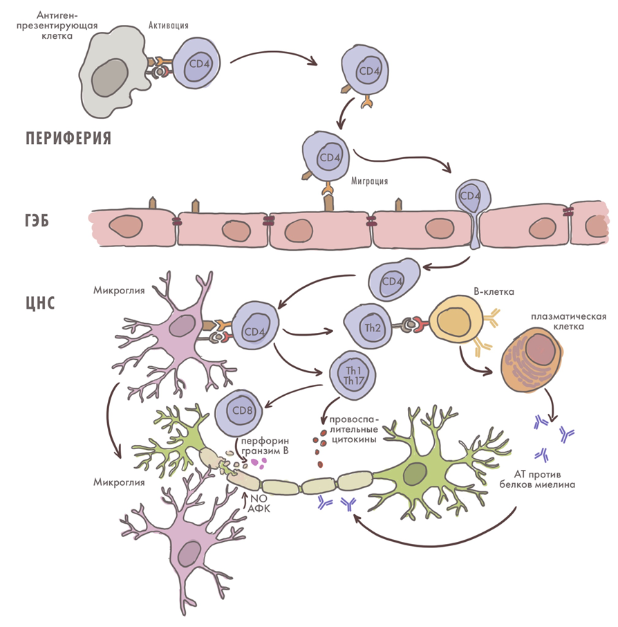 Роль иммунных клеток в патогенезе рассеянного склероза