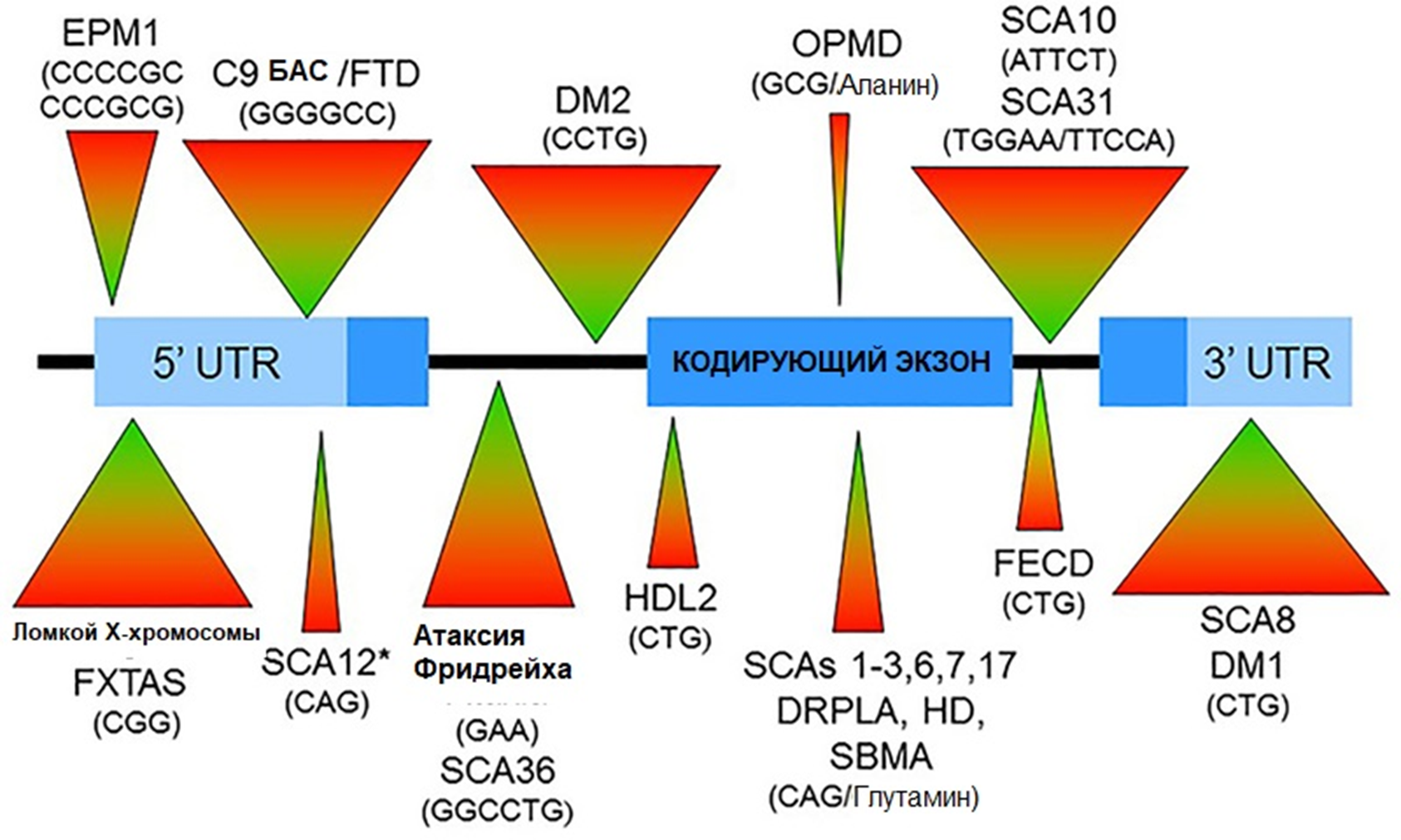 Локализация экспансий нуклеотидных повторов в гене при различных болезнях в разных областях ДНК