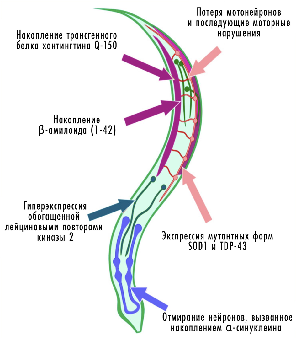 Моделирование нейродегенерации на черве C. elegans
