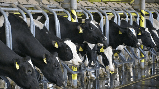 У каждой коровы в стойле на ухе есть «бирка»