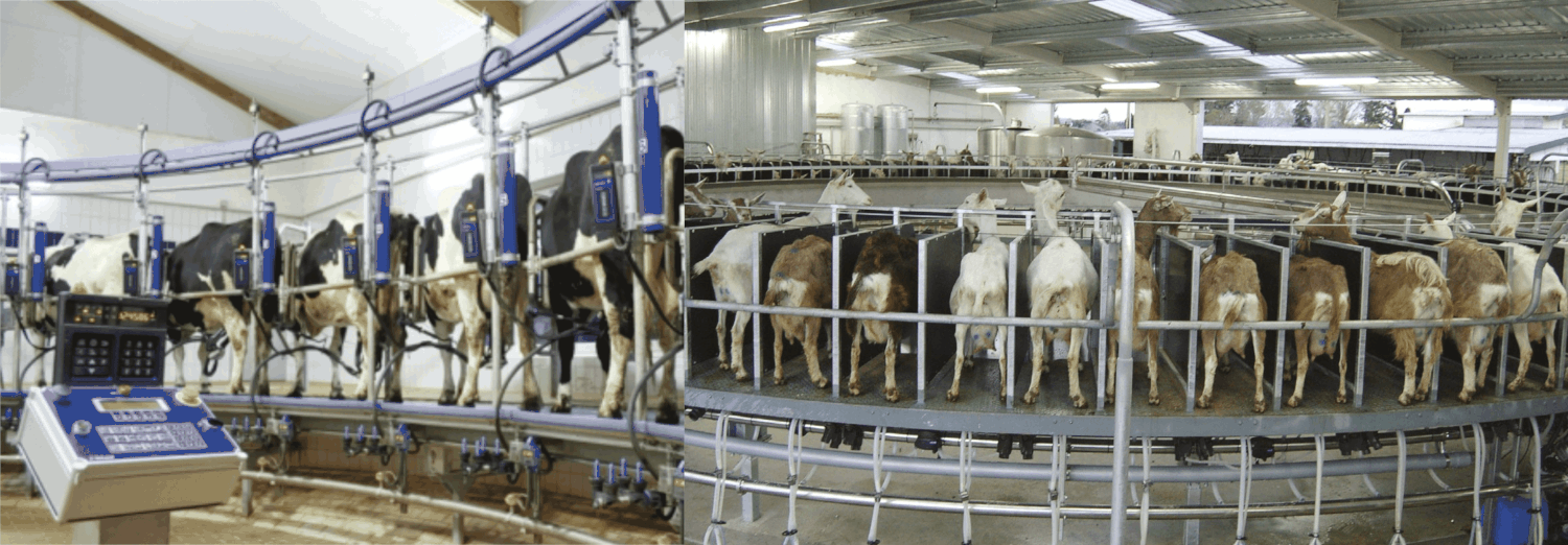 «Карусель» для автоматического доения коров и коз