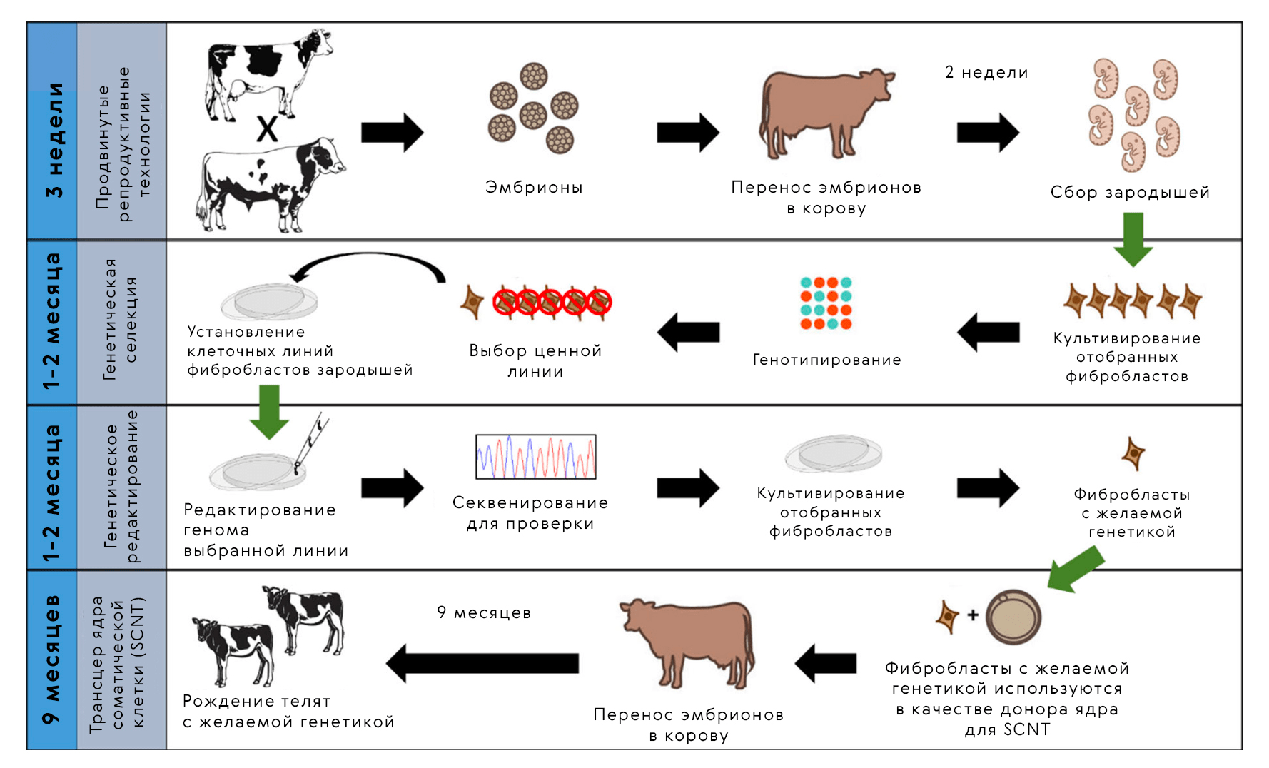 Для выведения животных с желаемыми качествами применяется комбинация методов: трансфер эмбрионов, генотипирование и геномное редактирование