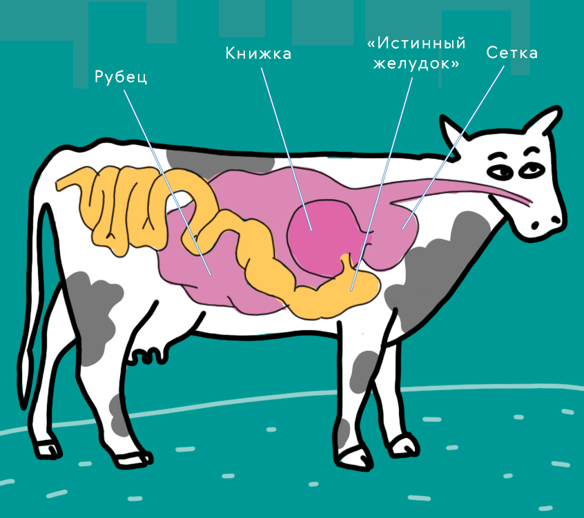 Пищеварительная система коровы