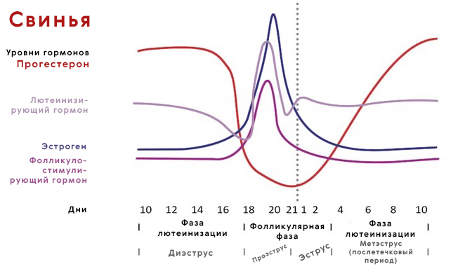 Эстральный цикл управляет репродуктивными возможностями самок свиней