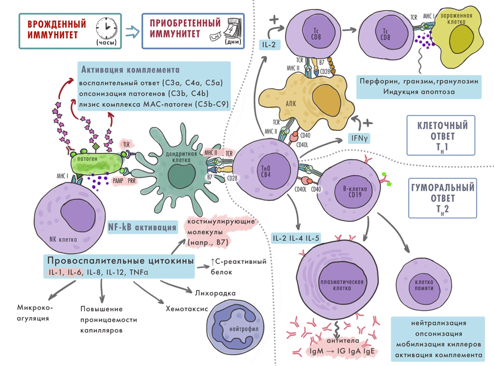Краткая схема врожденного и приобретенного иммунного ответа в человеческом организме
