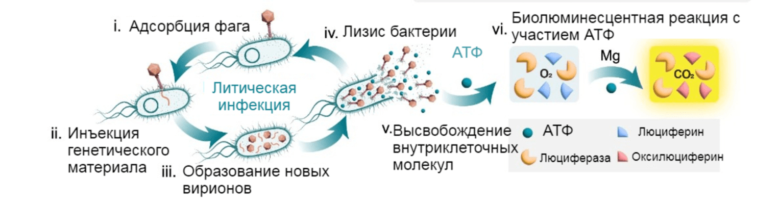 Рисунок 1. Обнаружения лизиса бактерий бактериофагами по выходу из клеток АТФ.