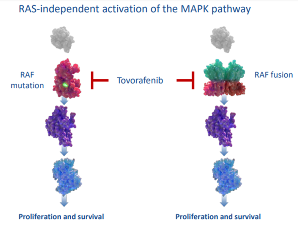 Tovorafenib способен ингибировать как мономерную форму Raf c мутацией, так и димерную