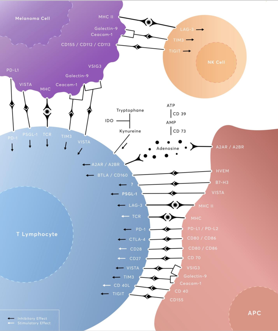 Разнообразные иммунные чекпойнты во взаимодействии не только между раковой (в данном случае — клеткой рака кожи, меланомы) и иммунными клетками, но также и с антигенпрезентирующей клеткой