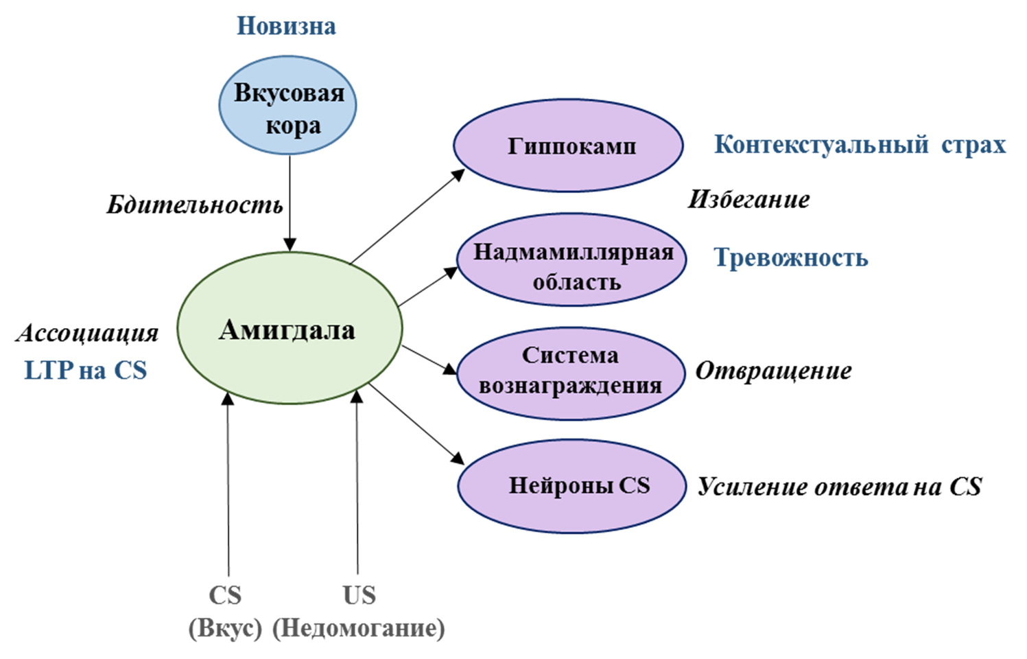 Поведенческие и нейронные характеристики условного отвращения к вкусу