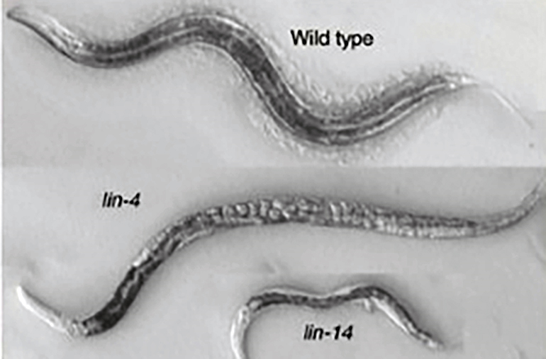 Черви Эмброса и Равкуна: мутанты C. elegans lin-4 и lin-14 с нарушенным развитием