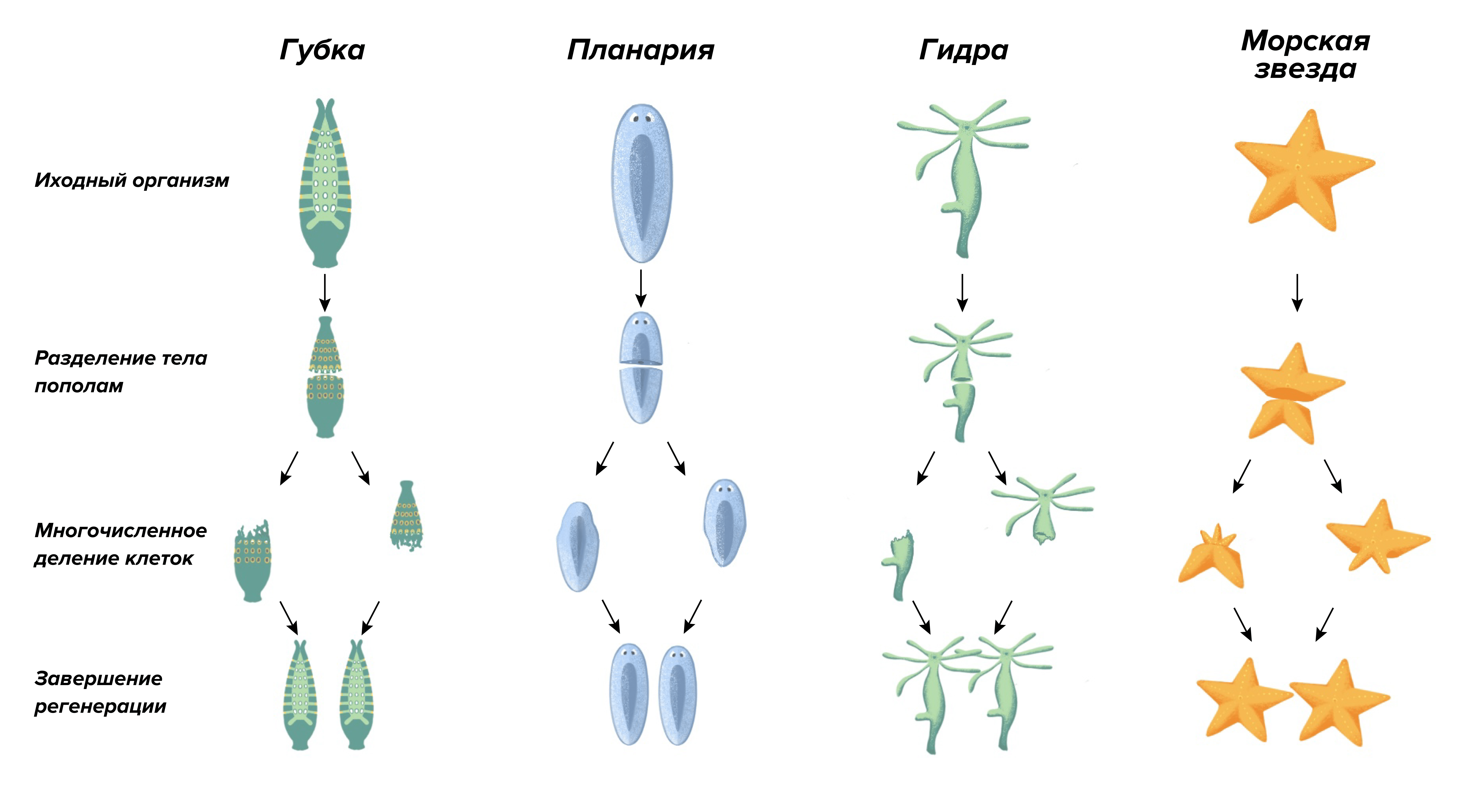 Рисунок 1. Эксперименты над мастерами регенерации: губками, планариями, гидрами и морскими звездами.