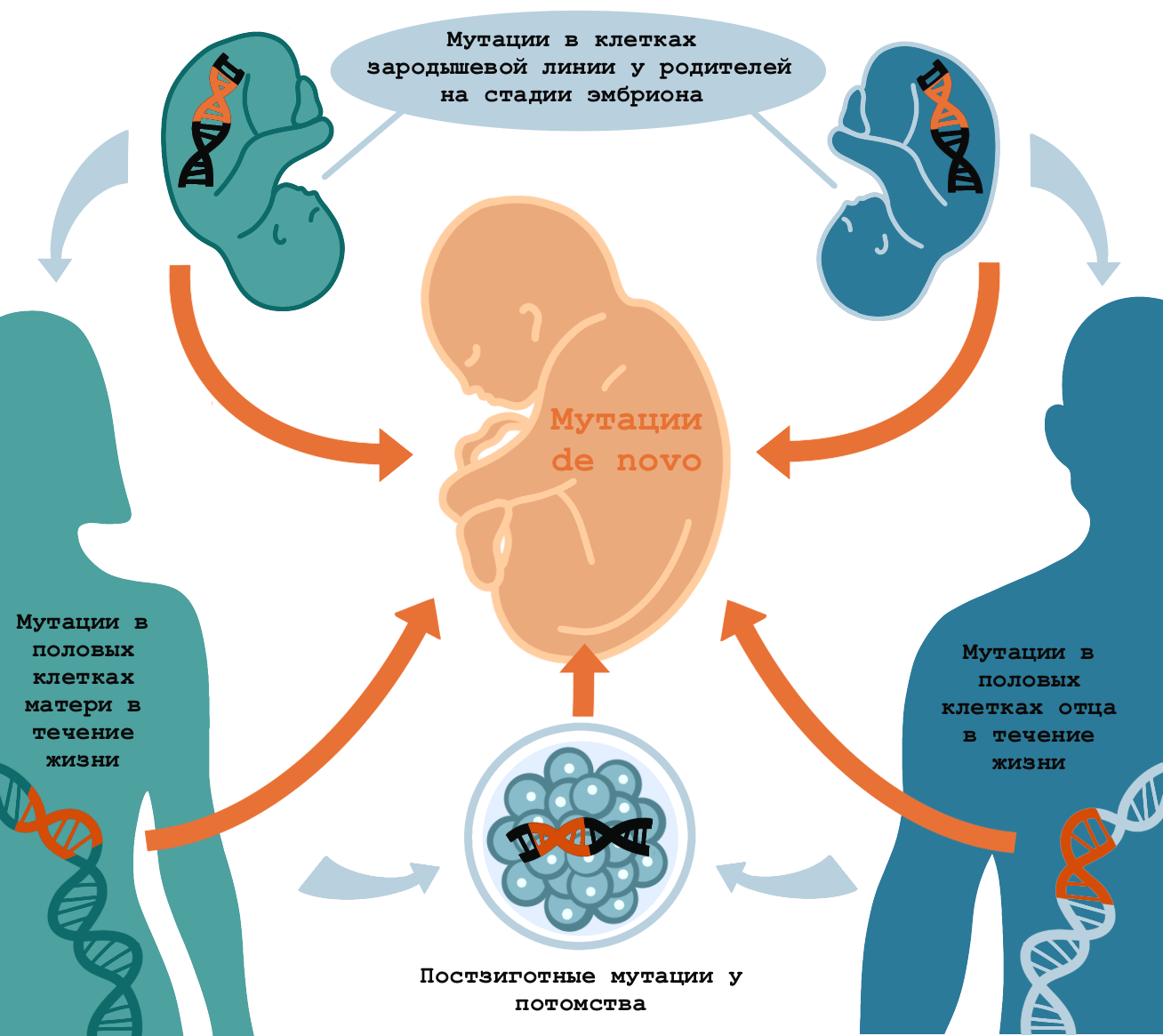 Когда могут происходить мутации de novo