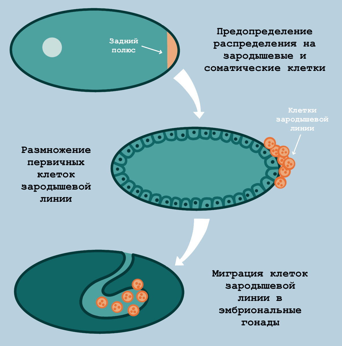 Образование первичных зародышевых клеток в зародыше дрозофилы