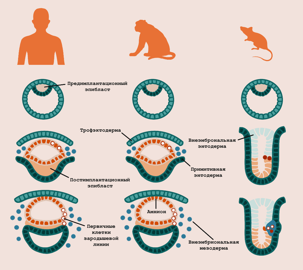 Откуда в эмбрионах млекопитающих берутся первичные клетки зародышевых линий