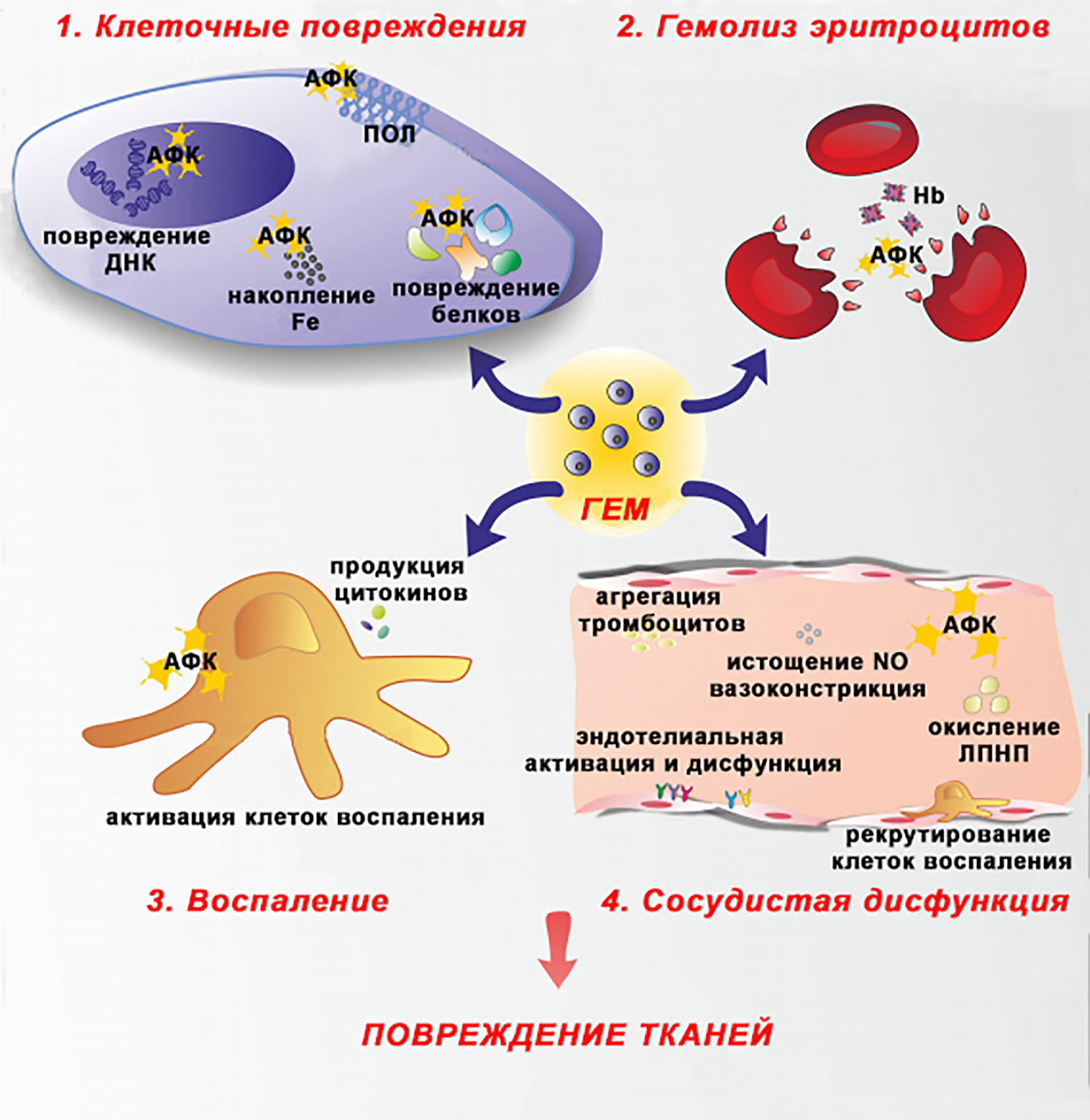 Токсические эффекты гема