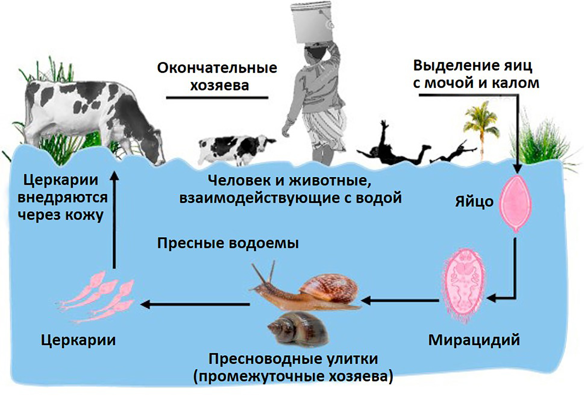 Схема жизненного цикла шистосом