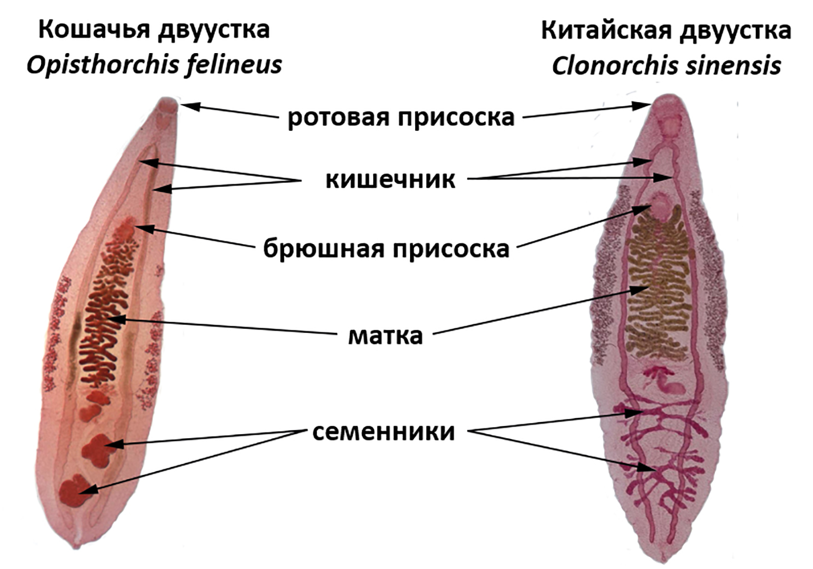 Взрослая особь Opisthorchis felineus и Clonorchis sinensis, внешний вид, строение