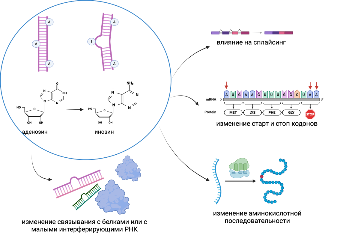 Влияние A-to-I редактирования РНК на изменение функции молекул мРНК и белка