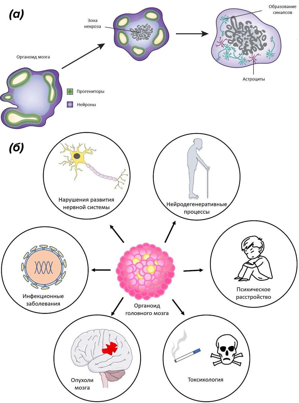 Схематичное изображение органоида головного мозга (а), а также его использование в разных разделах нейронауки (б)