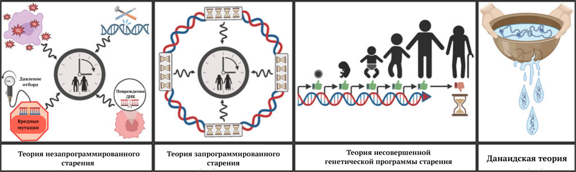 Теории старения