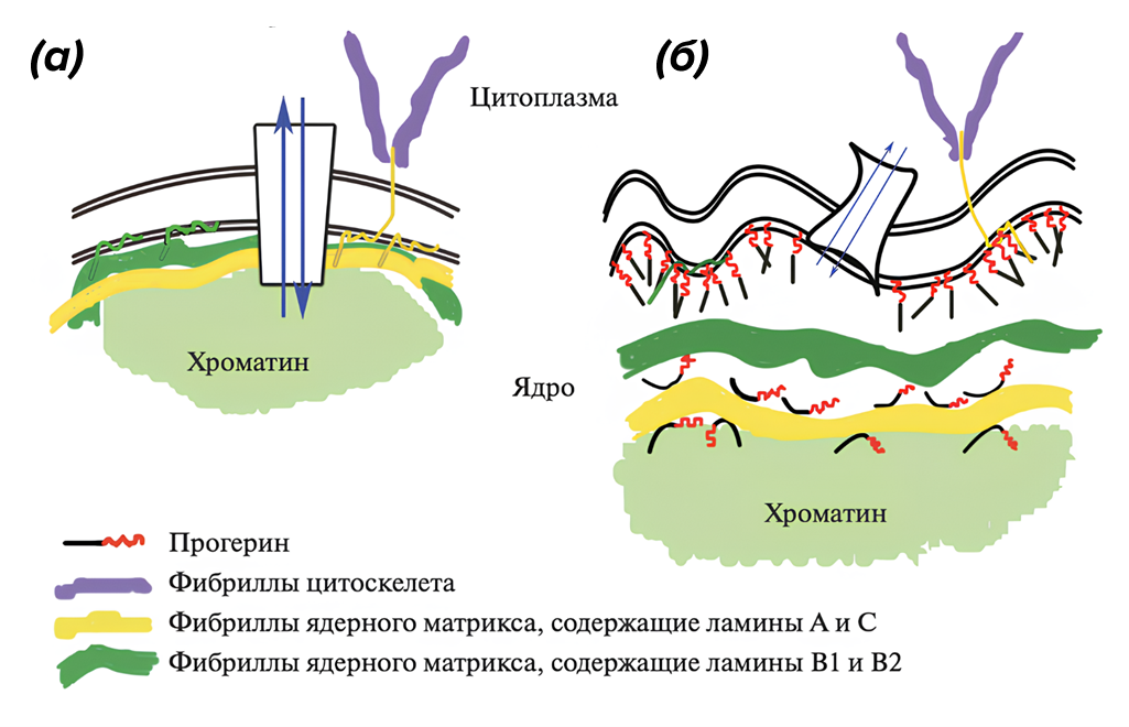 Неповрежденная ядерная оболочка