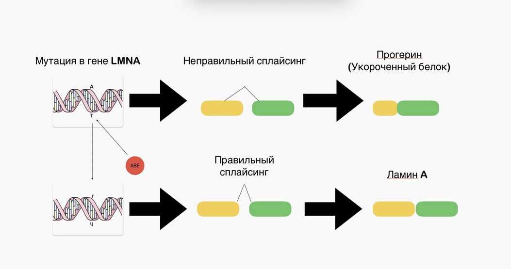 Действие ABE на мутантный участок гена и замена нуклеотидный пары