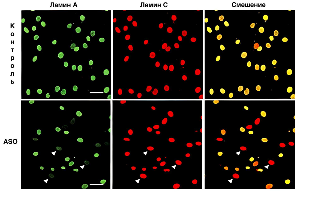 Увеличение экспрессии ламина С в клетках, обработанных ASO