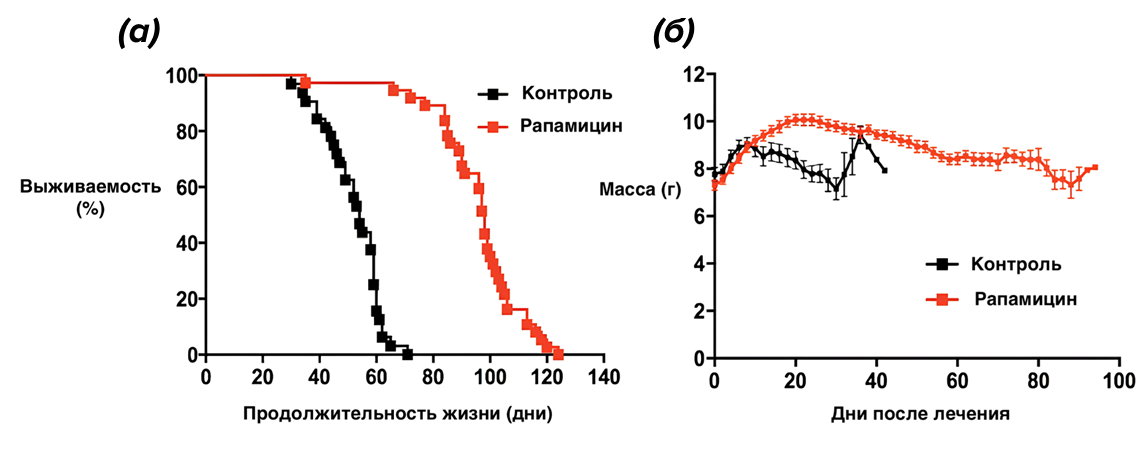 Положительное влияние рапамицина