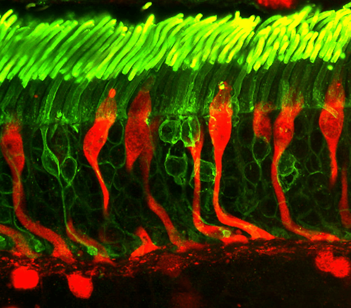 Светочувствительные клетки