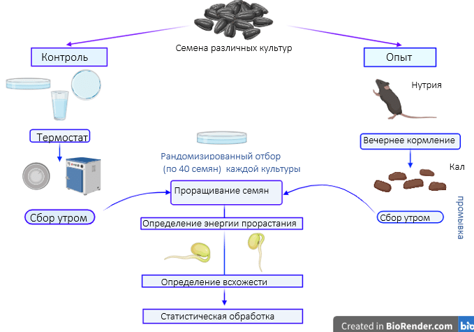 Маршрут квеста для семечек