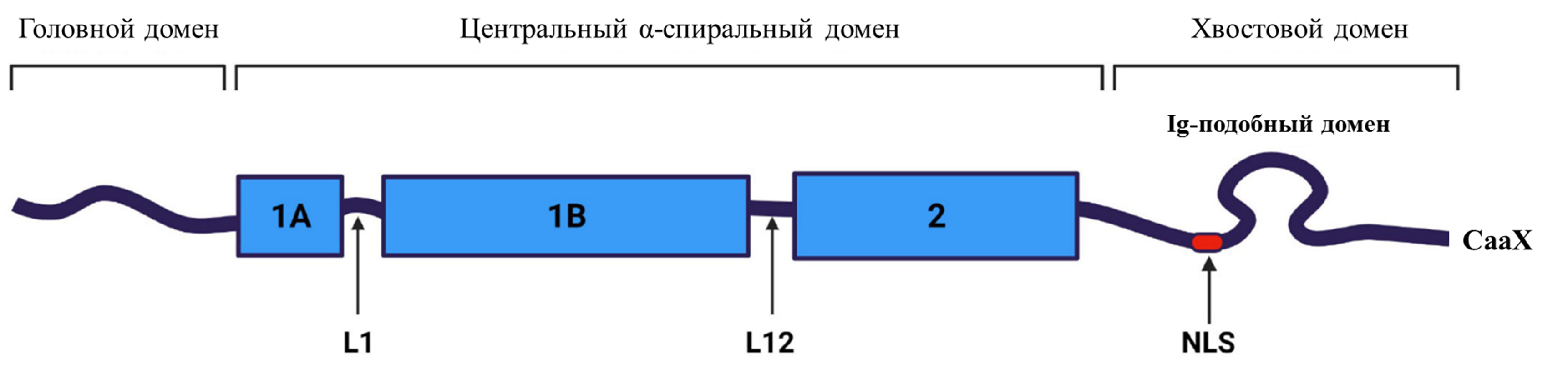 Структура ламина A