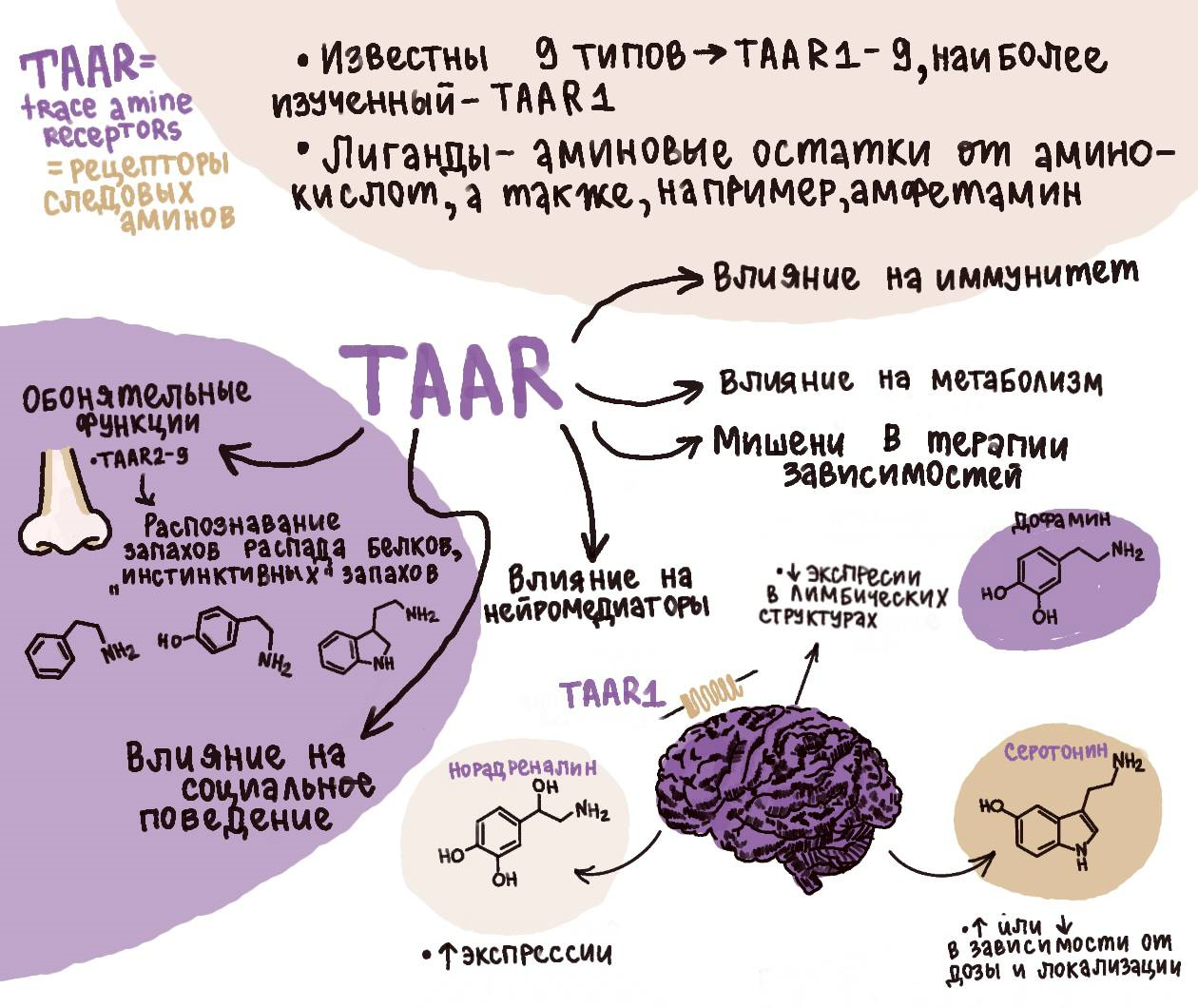 Многообразие функций TAAR