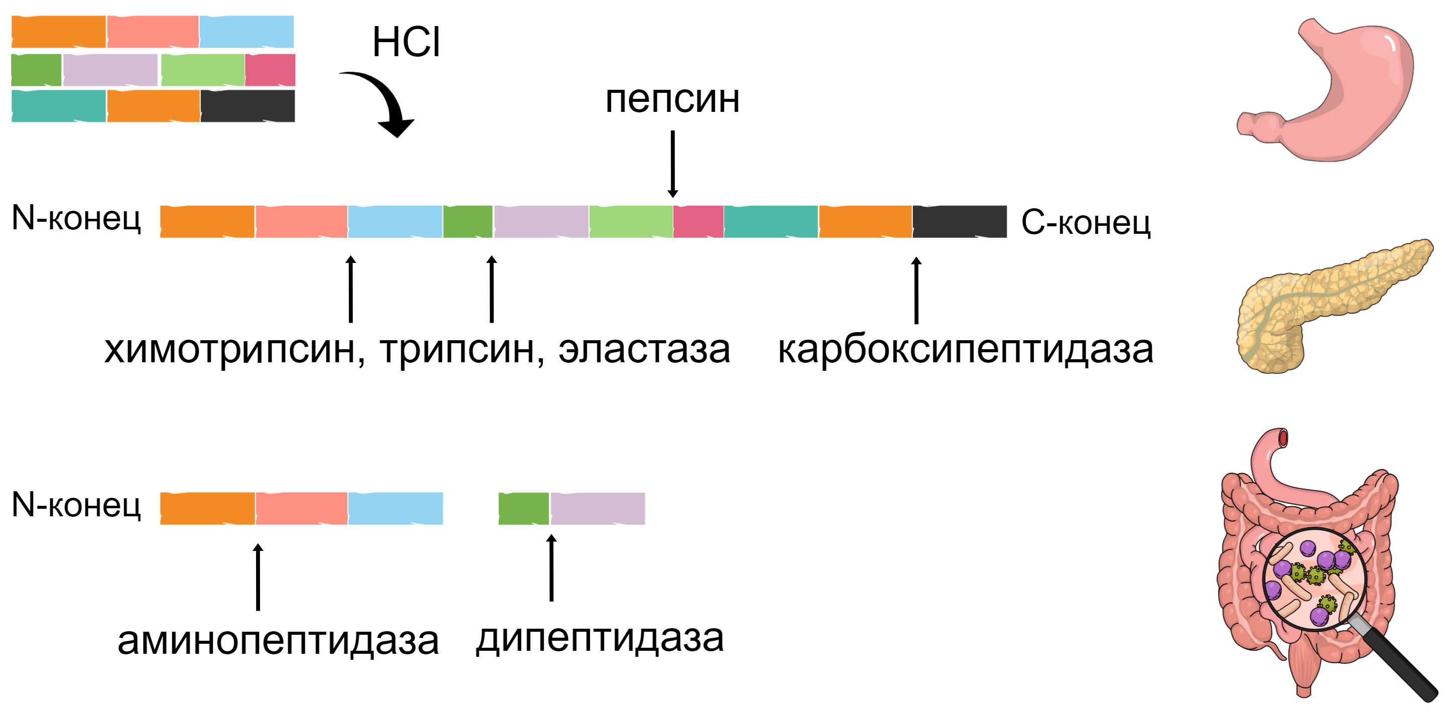 Переваривание белка в пищеварительной системе человека