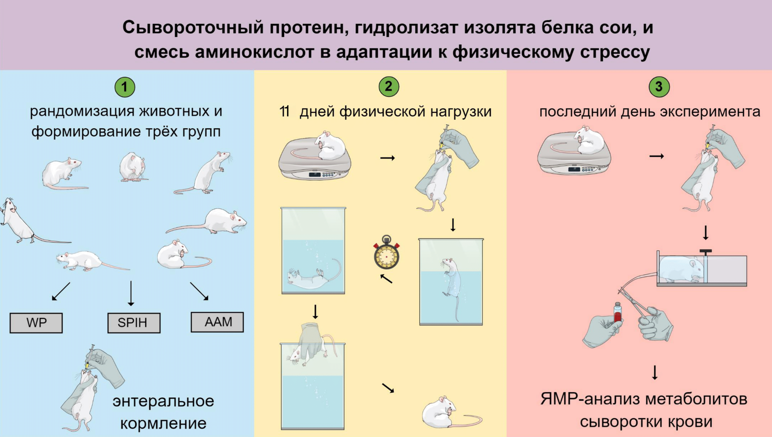 Дизайн эксперимента влияния энтерального кормления тремя разными источниками аминокислот на физическую выносливость крыс в тесте «плавание до истощения»