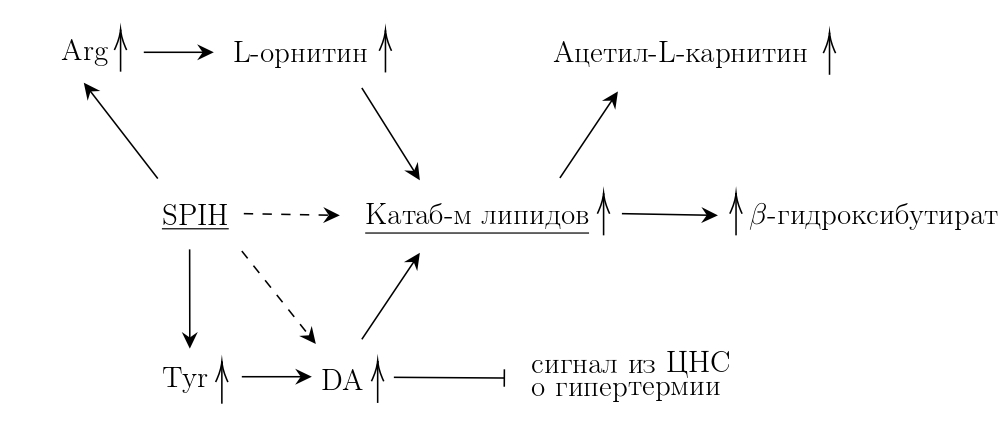 Схема предполагаемого механизма увеличения физической выносливости после приема в пищу гидролизата изолята белка сои (SPIH — soy protein isolate hydrolysate)