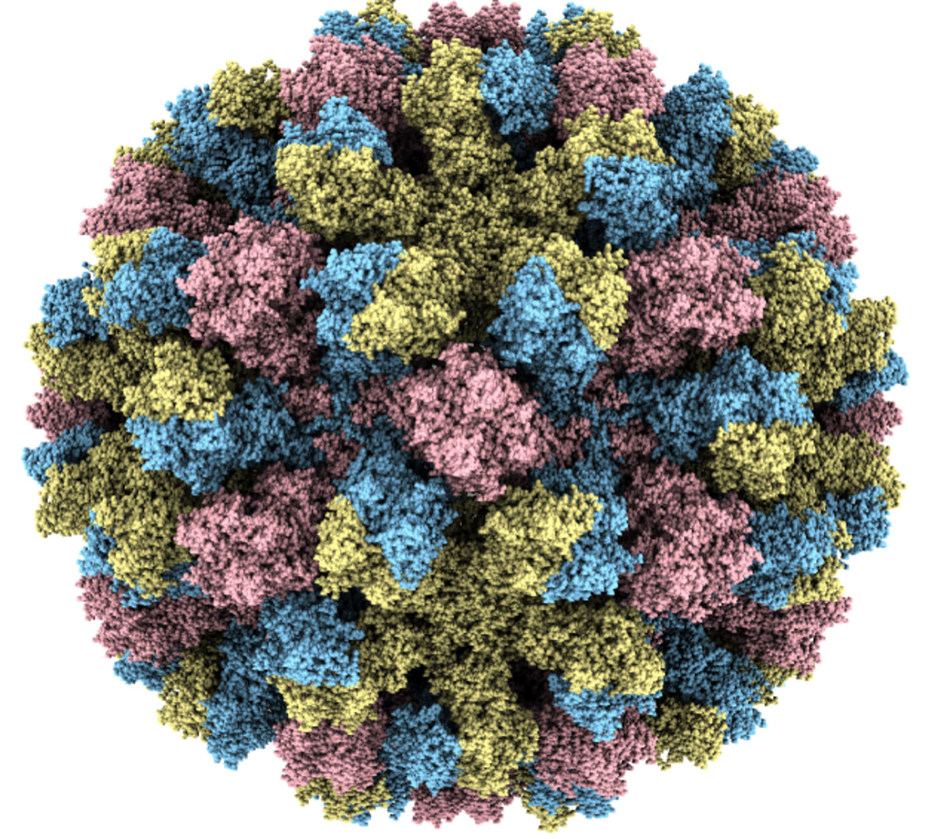 Созданная из основного поверхностного белка норовируса