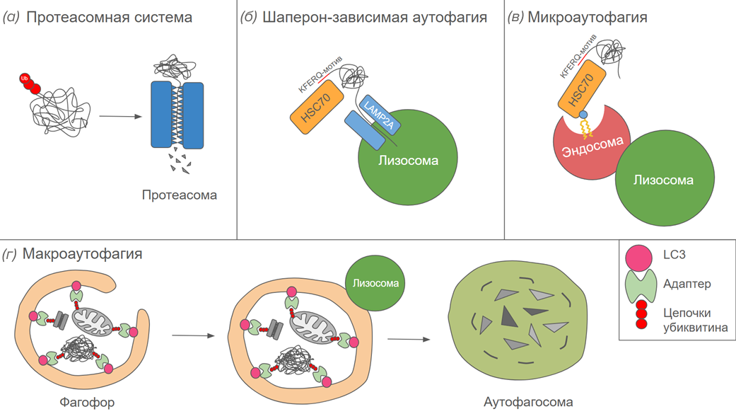 Разные виды аутофагии и протеасомная система
