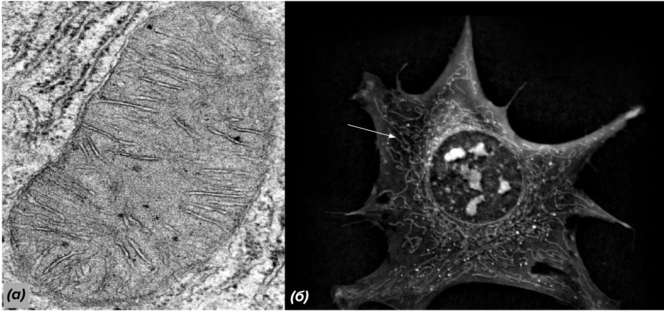 привычное изображение митохондрии