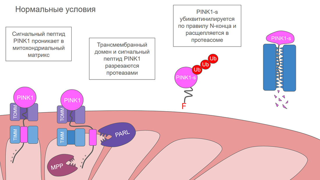 Механизм действия PINK1 в разных условиях