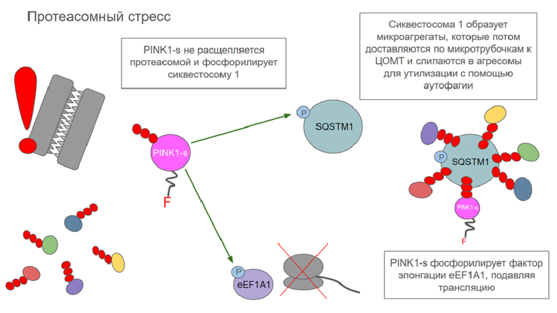 Механизм действия PINK1 в разных условиях